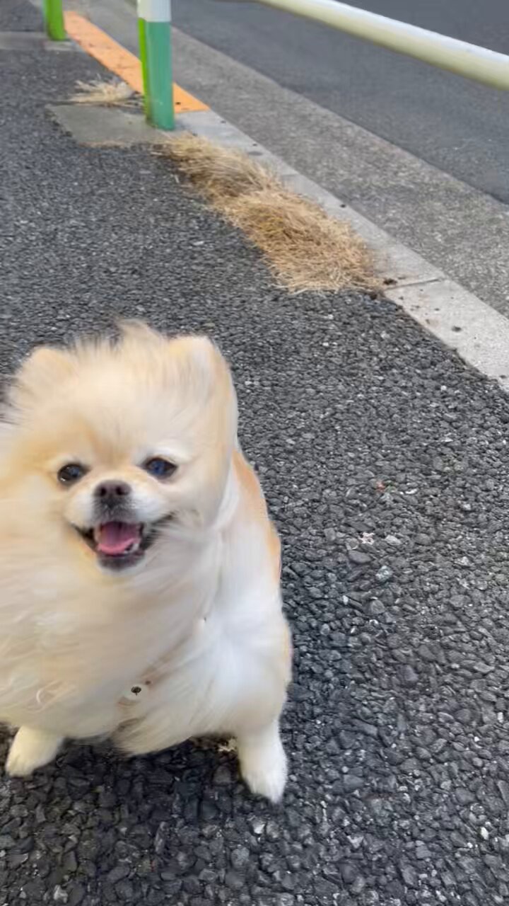怒ったぽめらにあん 怒ったぽめらにあん ポメラニアンの怒った顔もたまらん！親子