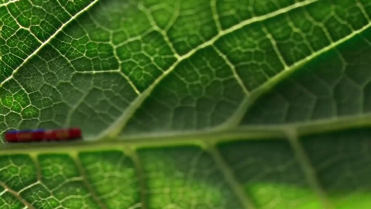 macro shot of a leaf showing tiny trains moving through its veins.