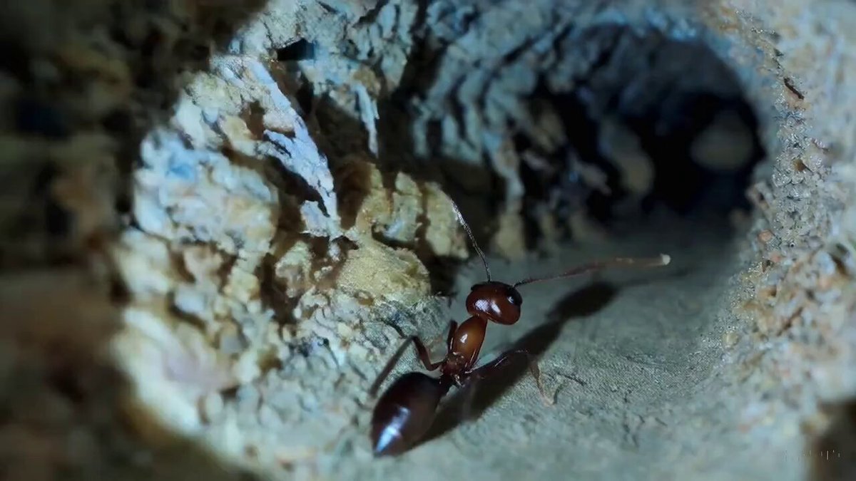 pov footage of an ant navigating the inside of an ant nest