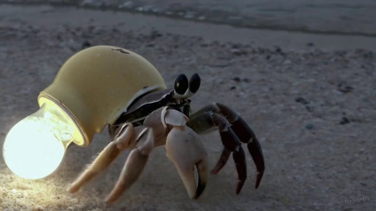 nighttime footage of a hermit crab using an incandescent lightbulb as its shell