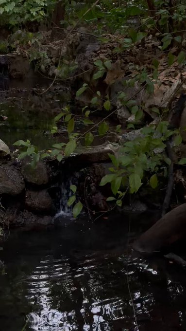 🌿 https://t.co/J5RPfFKLfd