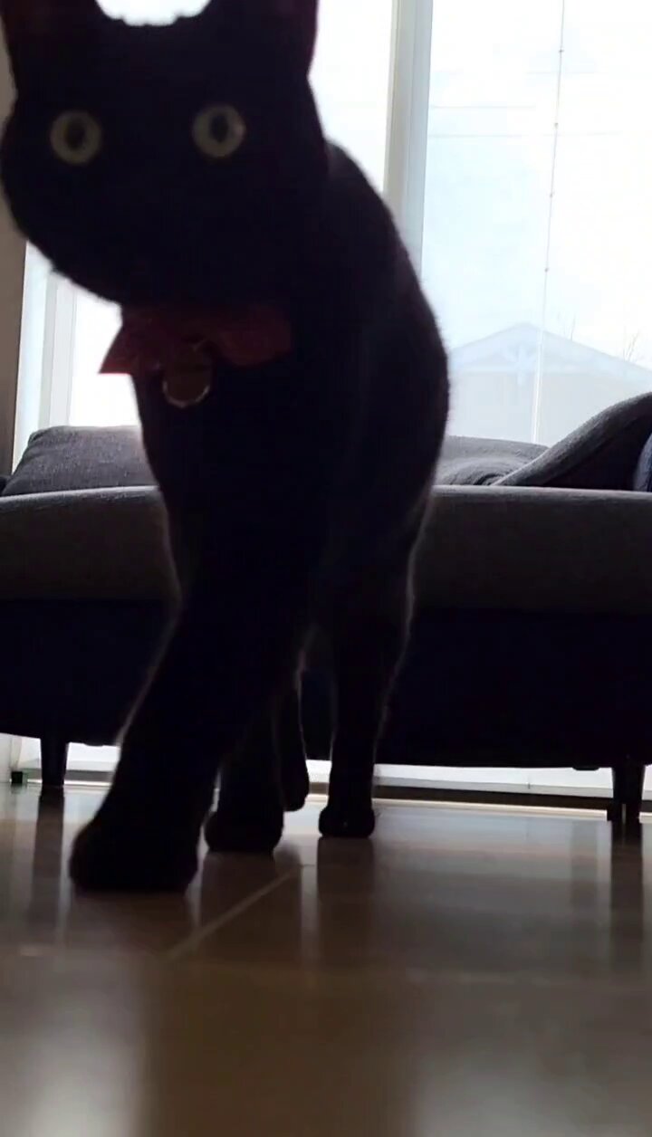 仔猫を拾ったので on X: 仔猫を拾ったので on X: