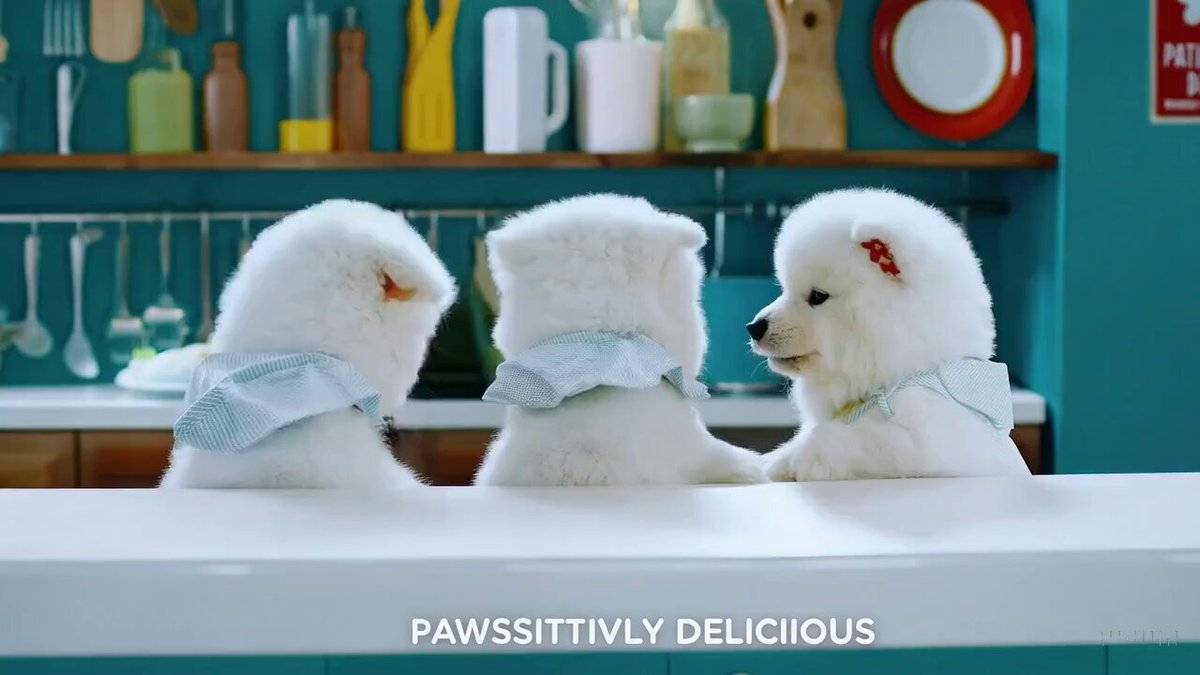 cinematic trailer for a group of samoyed puppies learning to become chefs