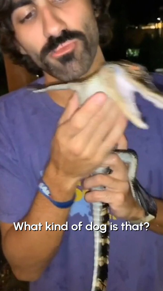Twitter funny animal videos sale