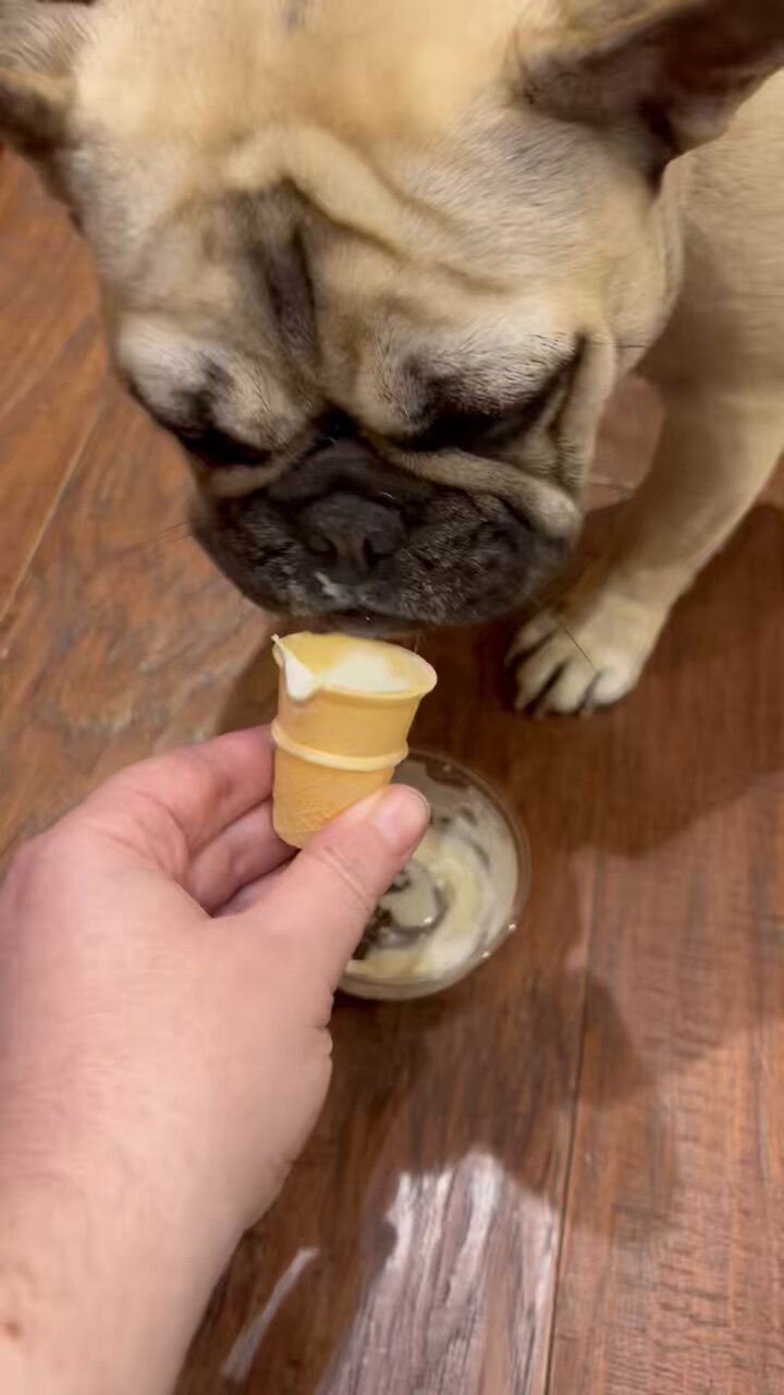 Andy's puppy cheap cone