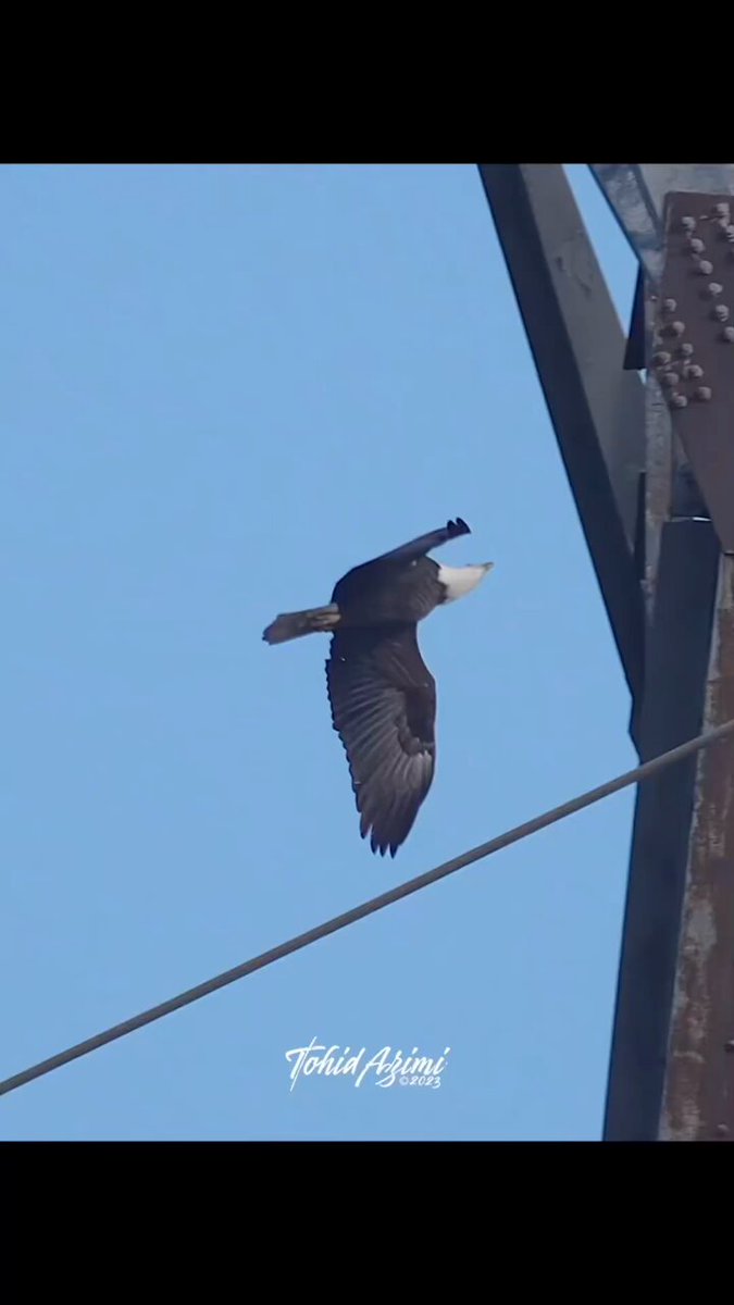 空で戦う二羽のイーグル