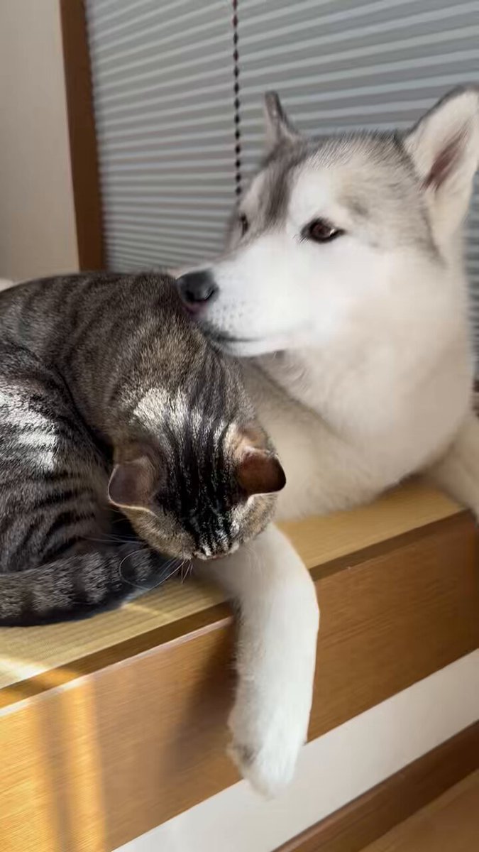 ブルーハスキー♡ 아 오늘 화면빨 안받네