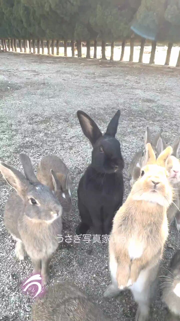 @utajima's video Tweet @utajima's video Tweet