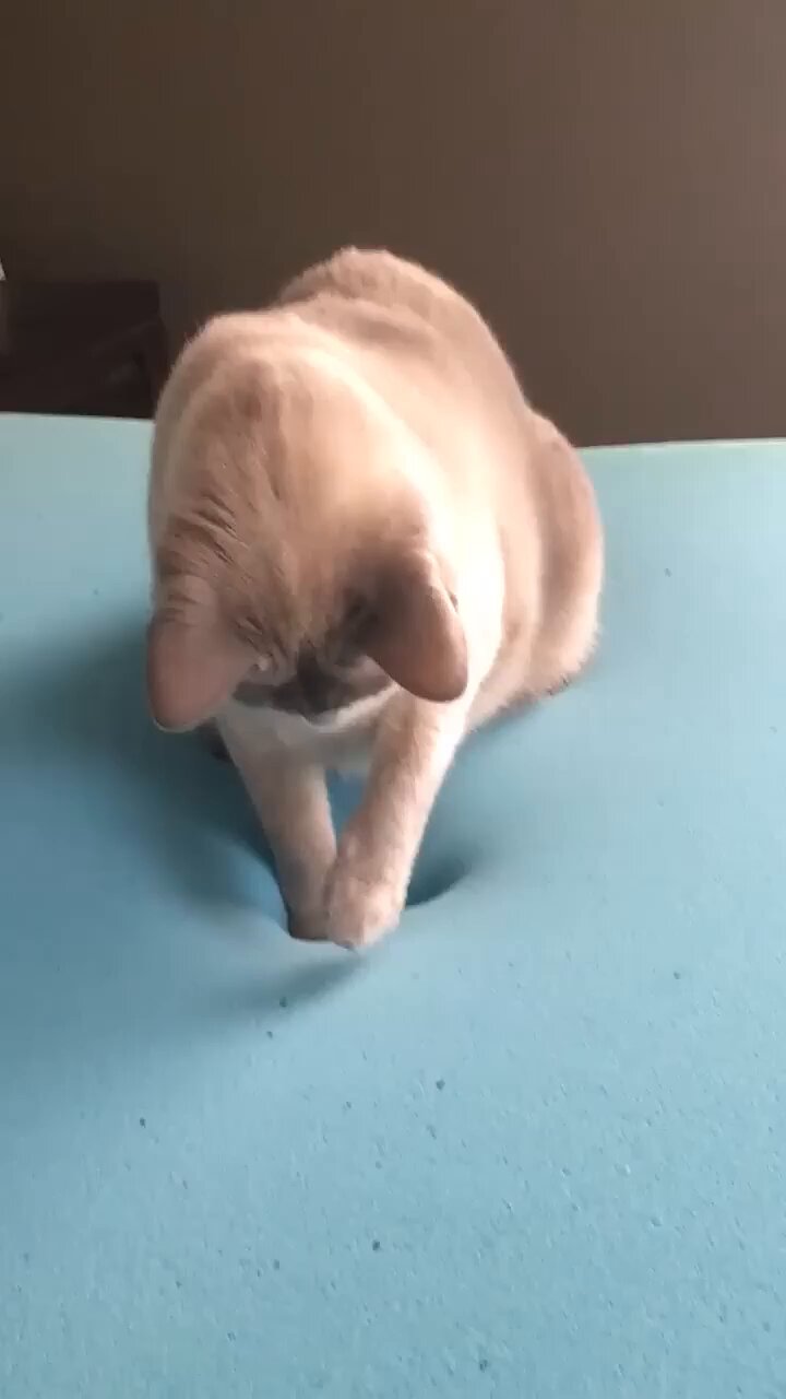Cat memory cheap foam