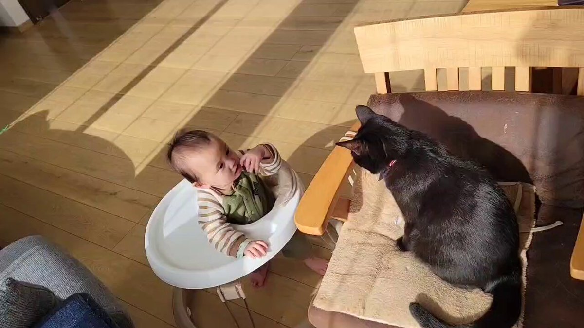 仔猫を拾ったので - 2146日目。 朝。また絶妙な位置でイマイチしっかり黒猫に触れない乳児。「ぜんぜん！さわらせて！もらえないんですけど！！」と怪訝な顔をしな...