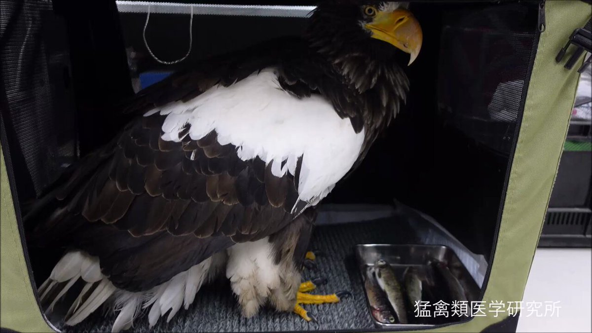 猛禽類学 51vwmJ4m5nL._AC_SY200_QL15_.jpg