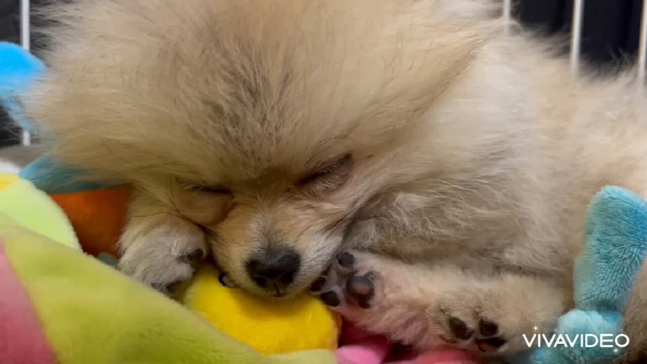 えびふらいさま確認ページ♡ 楽天市場】すみっコぐらし えらんでコ証明写真風シール SE63206