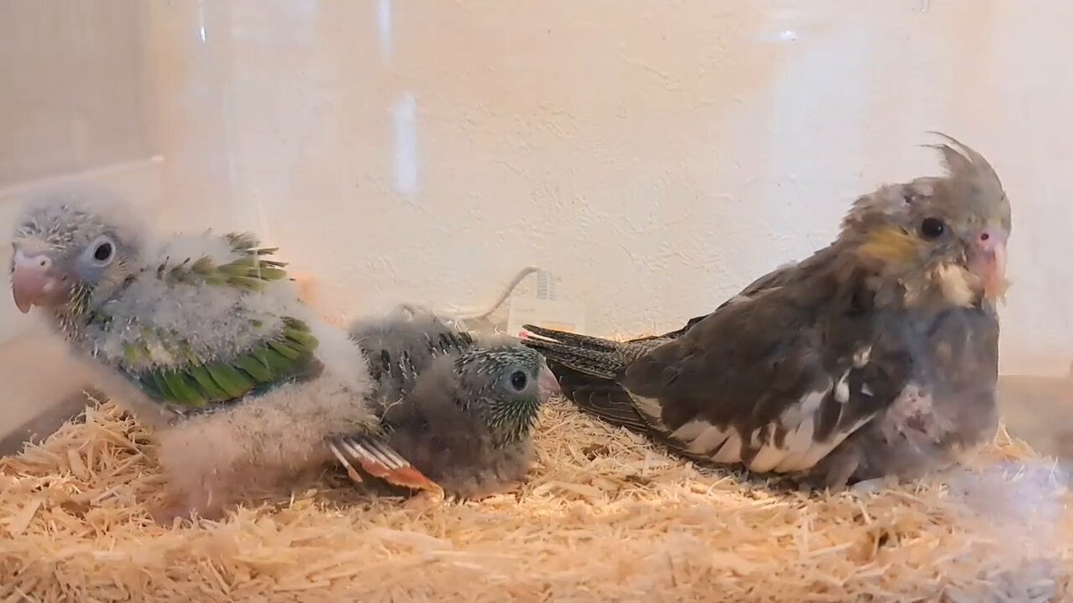 @birdcafe_oasis's video Tweet