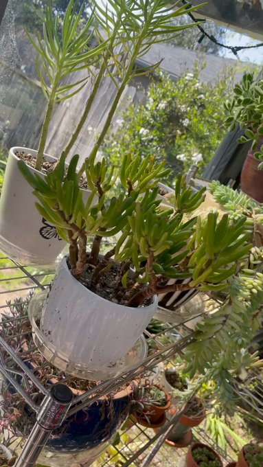 made a hype video for my succulents https://t.co/PifZTW9HQG
