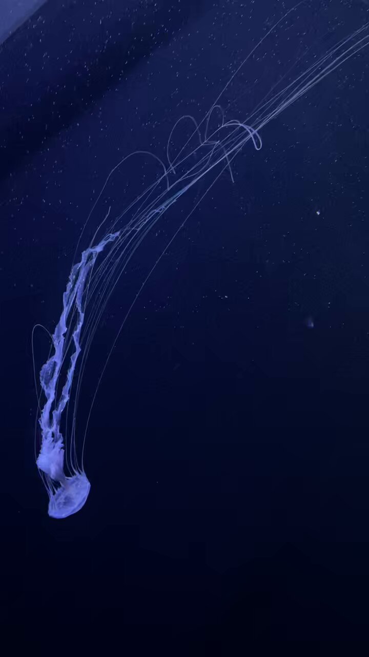 traite de zoologie tome3 cnidaires　クラゲ traite de zoologie tome3 cnidaires クラゲ traite de zoologie
