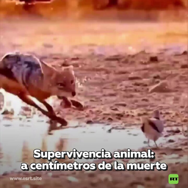 Mavica on X: Supervivencia animal: un salto justo a tiempo A