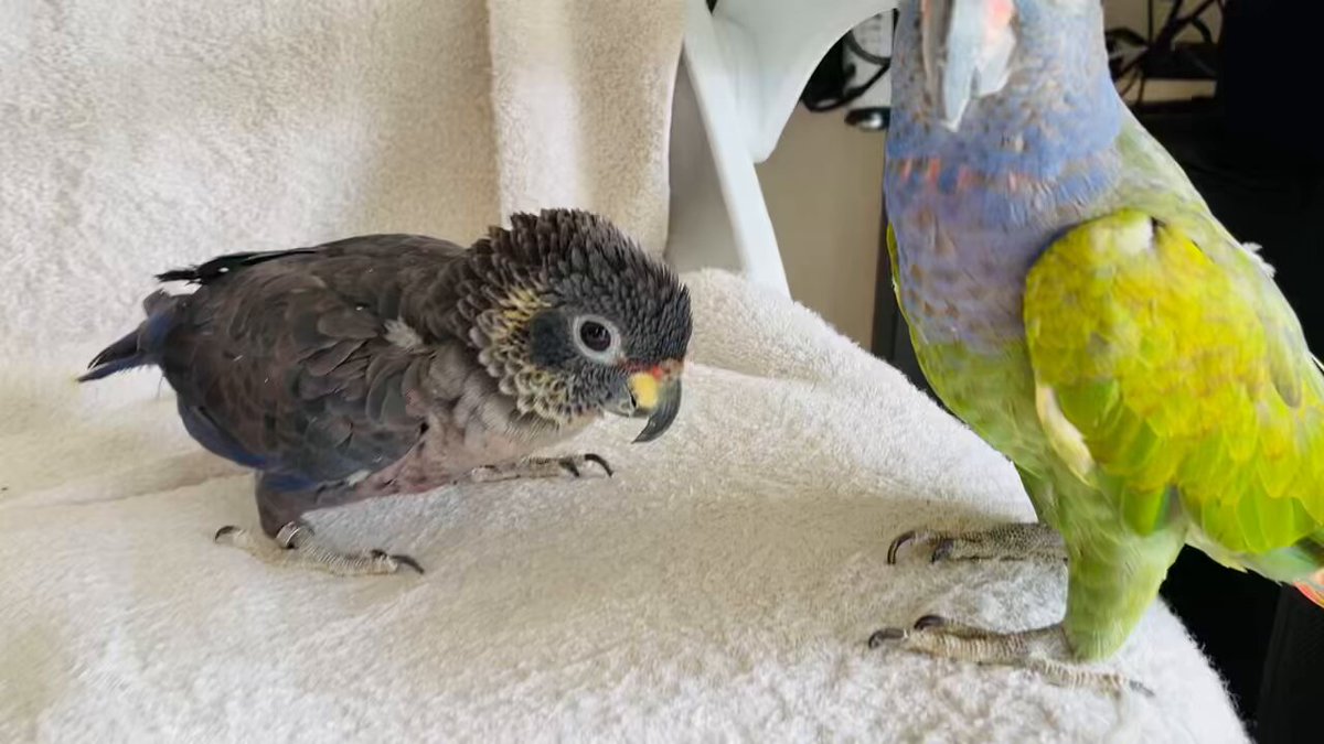 夜光貝　おまとめ四点　(インコの奴隷❁⃘*.様。専用)『蛇×3/鳩』トップ ｽﾐﾚｲﾝｺ - البحث / X