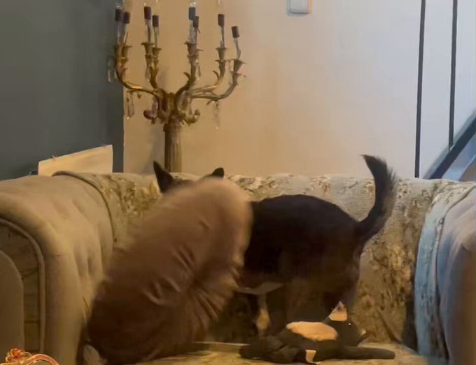 My baby. https://t.co/tLYyH06EMh<a href="/tag/birthdayboy"class="tags"><span>&#35;birthdayboy</span></a>