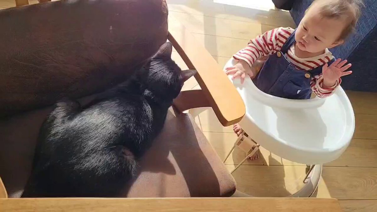 仔猫を拾ったので - 2156日目。 ３分ほど見つめ合っていた黒猫と乳児(乳児が一方的に凝視していただけかも)。今日は触りにいかないんだなと思って見ていたら乳児...