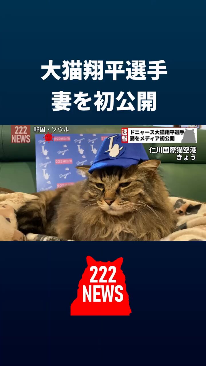 ねこさん② Amazon | 日本メーカー RAKU キャットタワー 木製 宇宙船付き 高