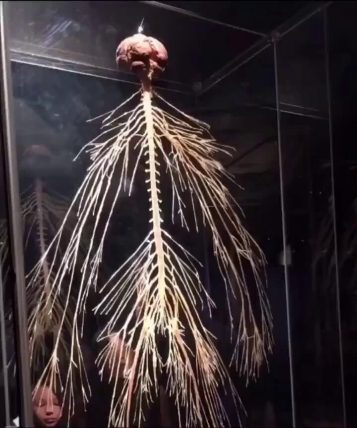 Así es como se ve un sistema nervioso humano completamente diseccionado.