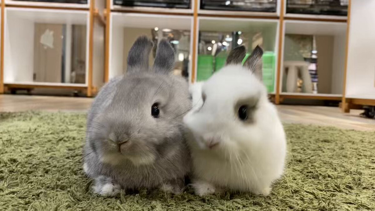うさぎのしっぽhus二子玉川店 on X
