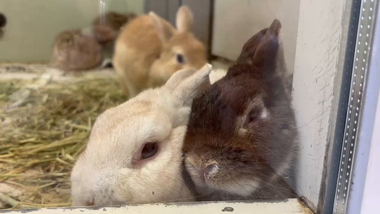 『どうぶつ』 FAD+ トリーツトイ／オレンジ | DADWAY PET DEPARTMENT
