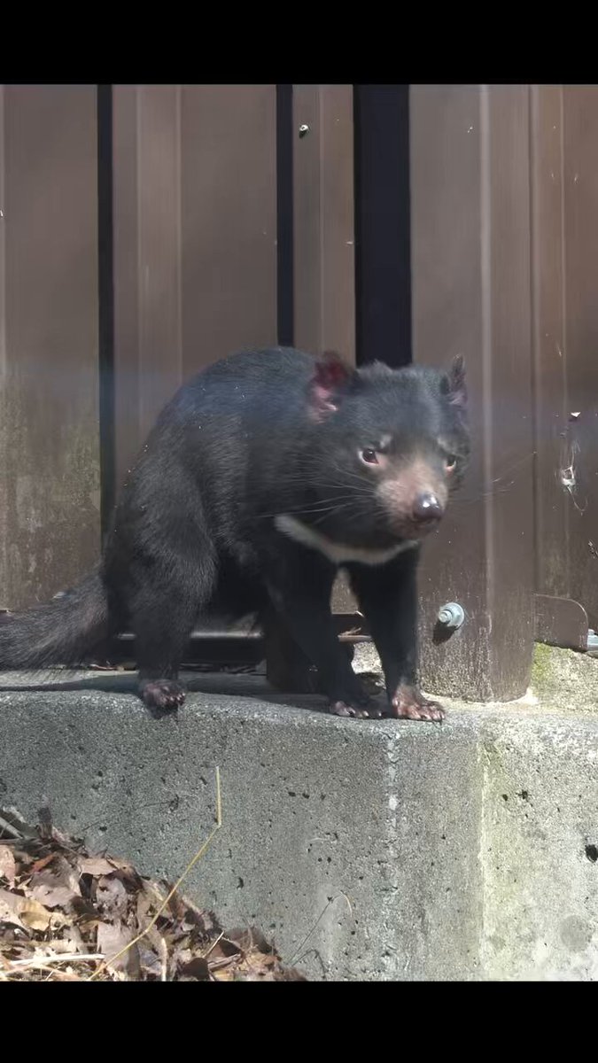 オーストラリア大使館 Australia in Japan on X