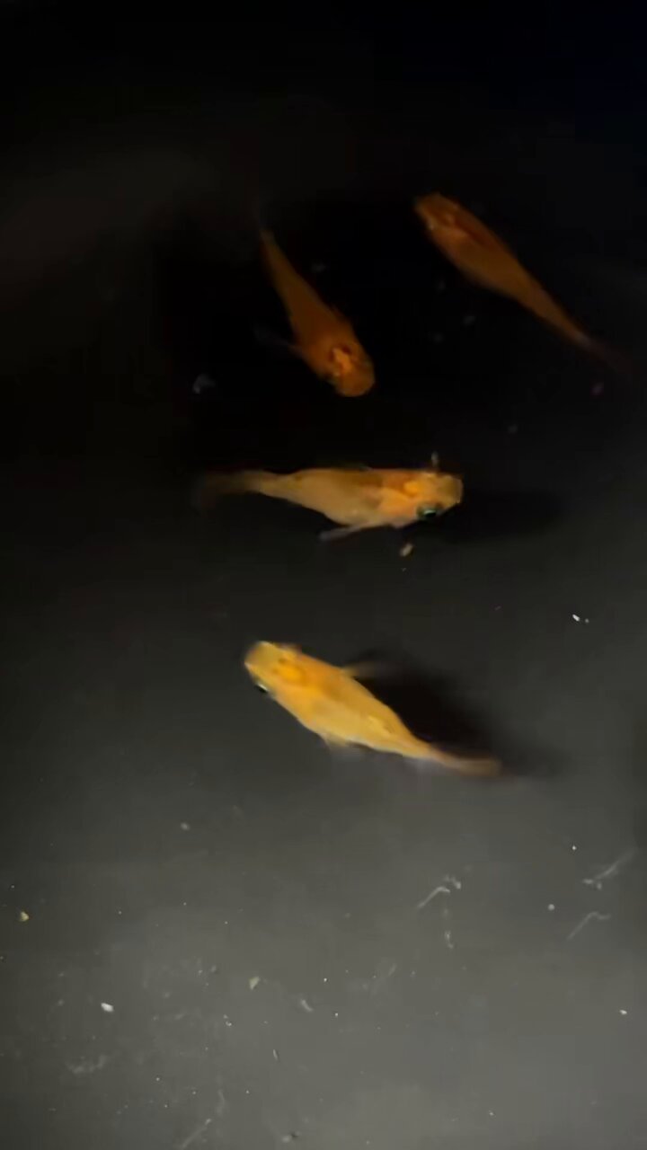 佐治石No120景観石　水石　アクアリウム【Taiyoメダカ】 佐治石No120景観石 水石 アクアリウム【Taiyoメダカ】 - メルカリ