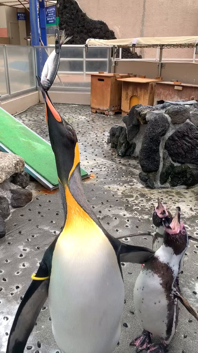 ❌水族館好き(❁ᴗ͈ˬᴗ͈)水族館の生き物 水族館の美しい生きものたち ―Aquarium Gradation―」銀鏡つかさ
