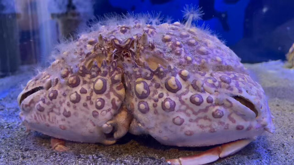 えびとカニ 9953d0abd3053860ffee954a475060