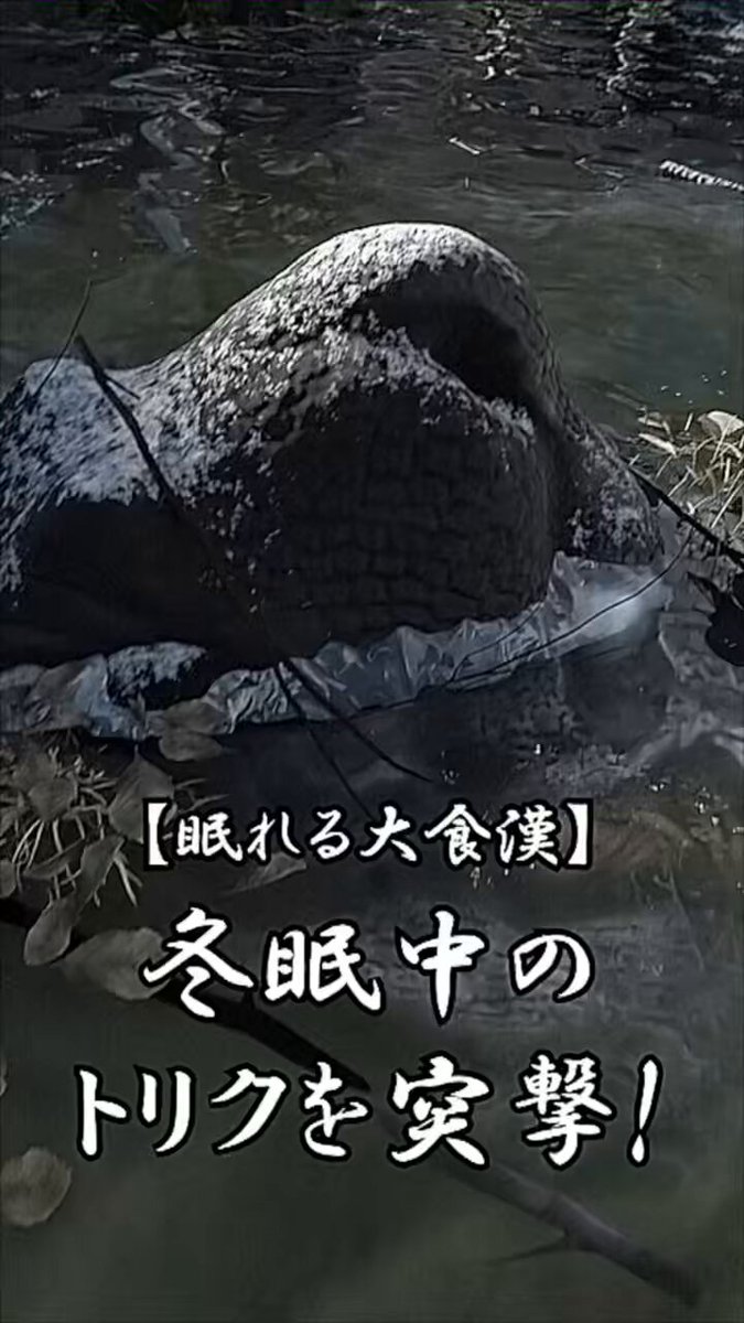 高価値セリー 遷移圏見聞録 on  X: ゲーム・おもちゃ・グッズ