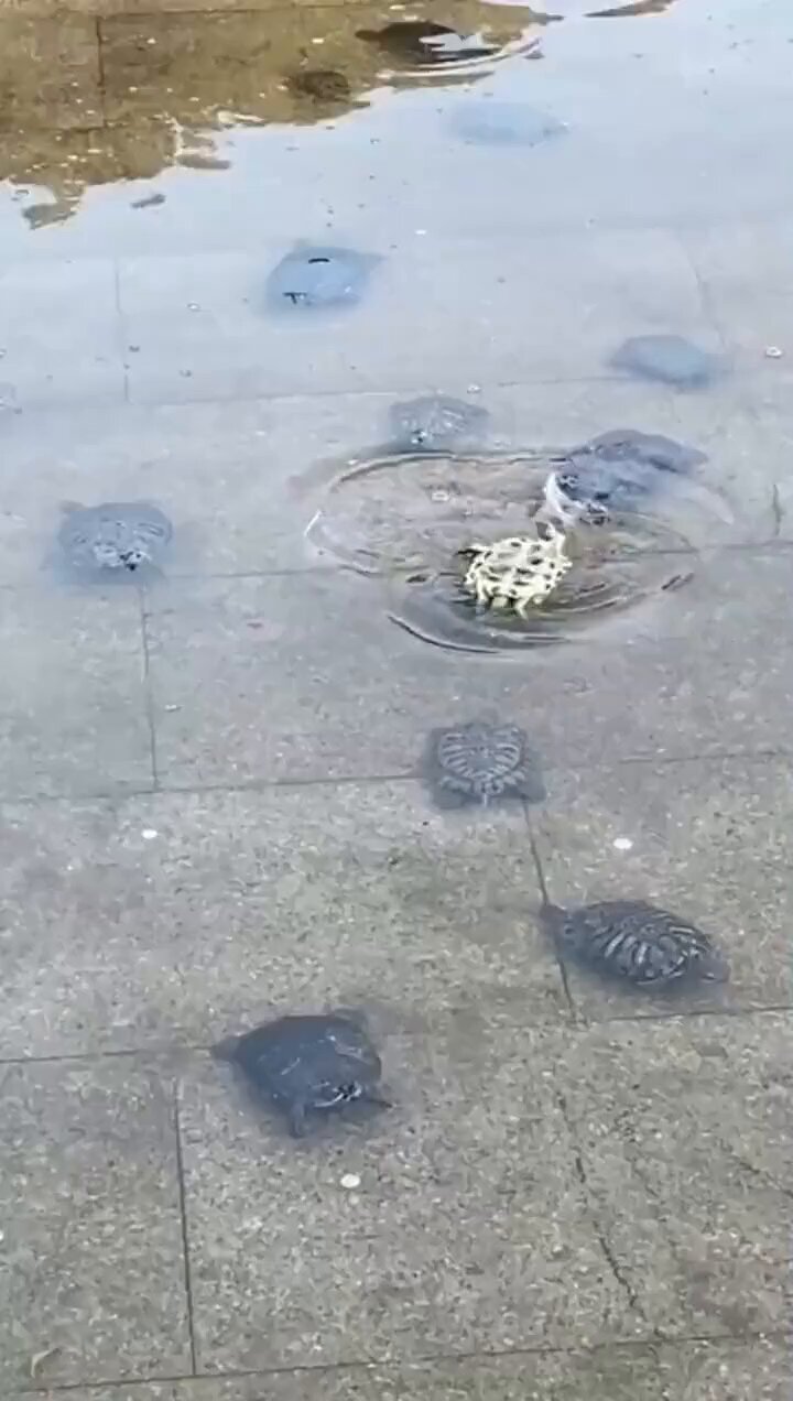 横道誠 on X: 