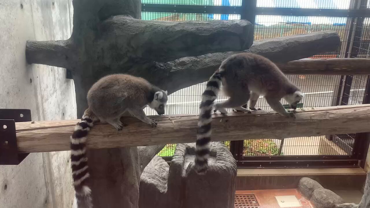 飼育員 91vGr++qMfL._UF350,350_QL50_.jpg