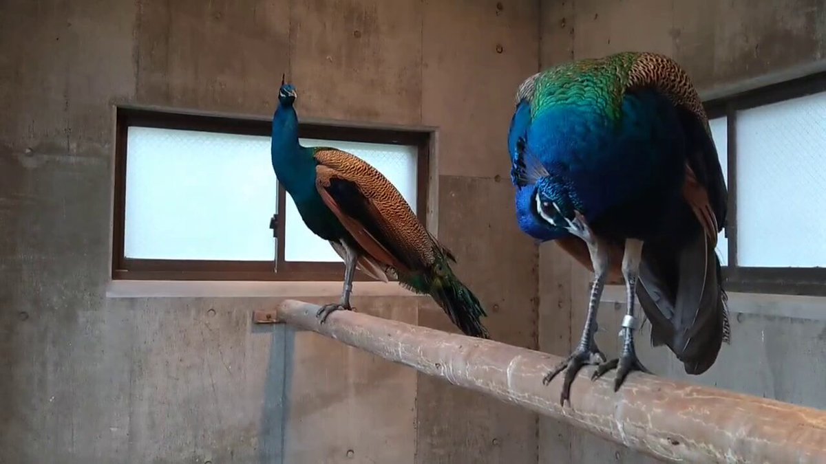 福岡市動物園 on X: 