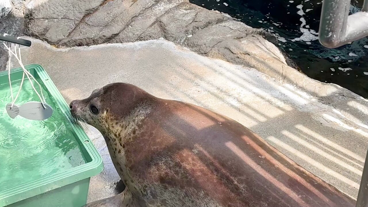 海遊館 ゴマフアザラシ ゴマフアザラシ｜常設展示｜展示・館内紹介｜海遊館