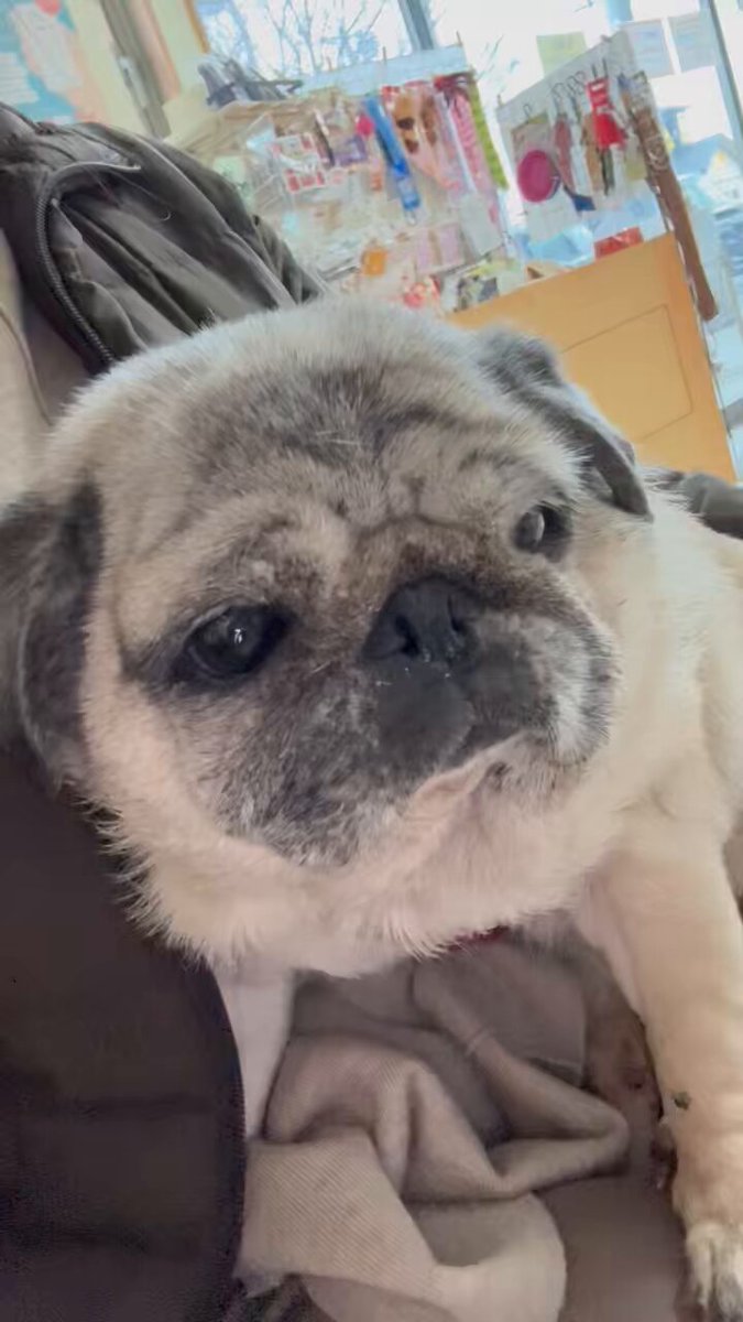 パグちゃん♡ パグ のももじぃ (@Pugmomoji) / Posts / X