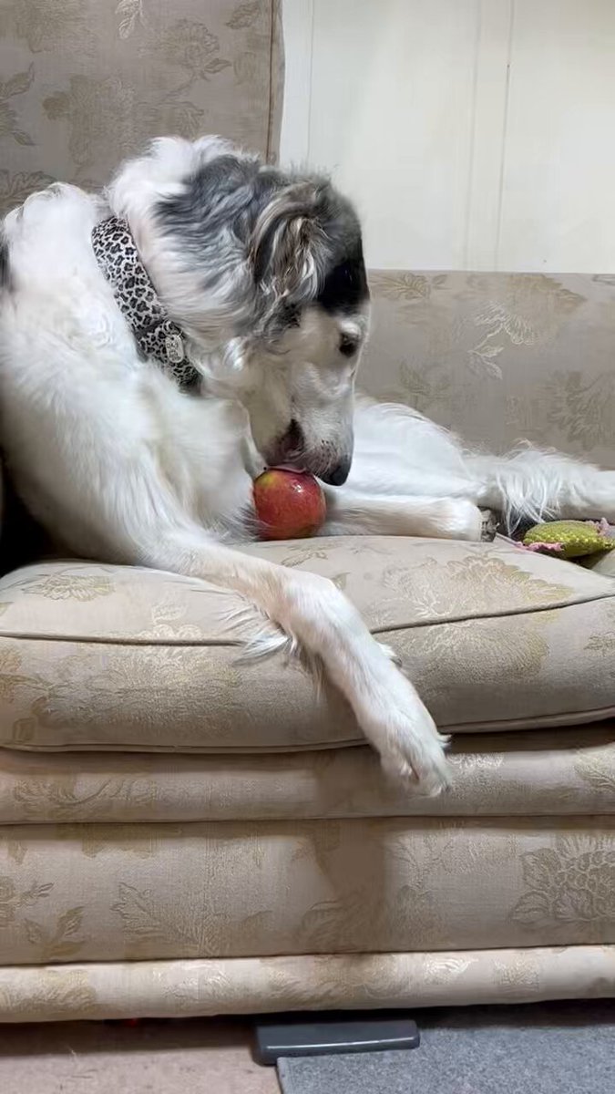 原画 ボルゾイ #101 作品紹介：Borzoi(ボルゾイ)-五感やすらぐとき-(2014.9)｜古河