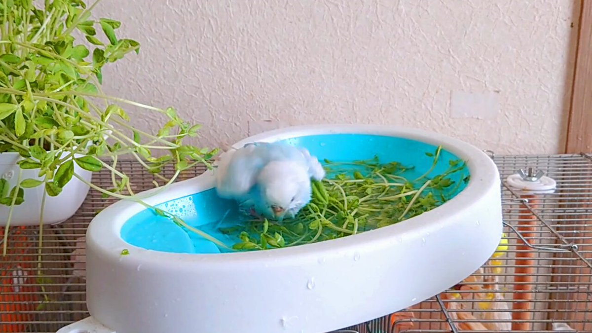 ひーはく (@rome147board) / Posts / X