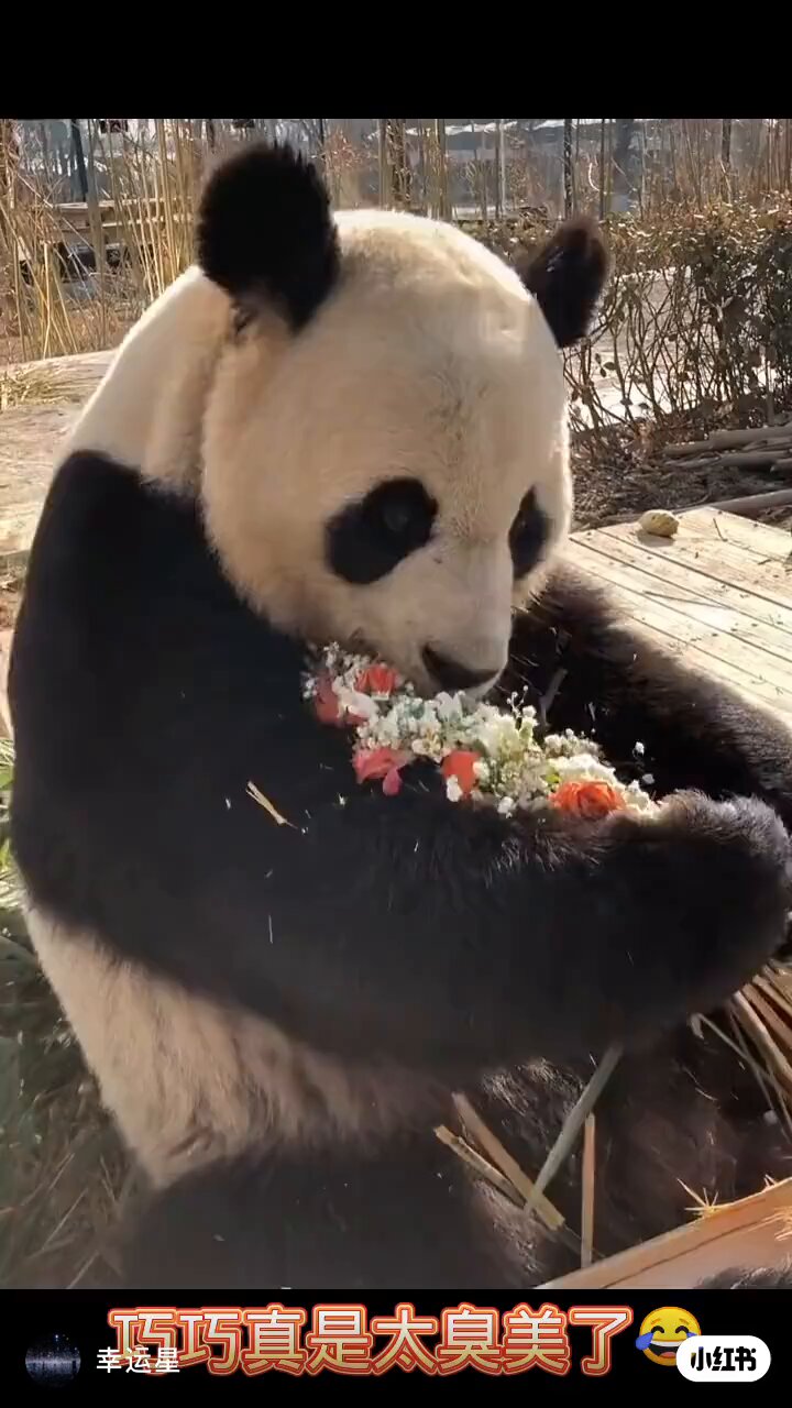 あっちゃんページ！ あっちゃんのお誕生日 | 世界はBUCK-TICK(*˘︶˘*).｡*♡で満ちている