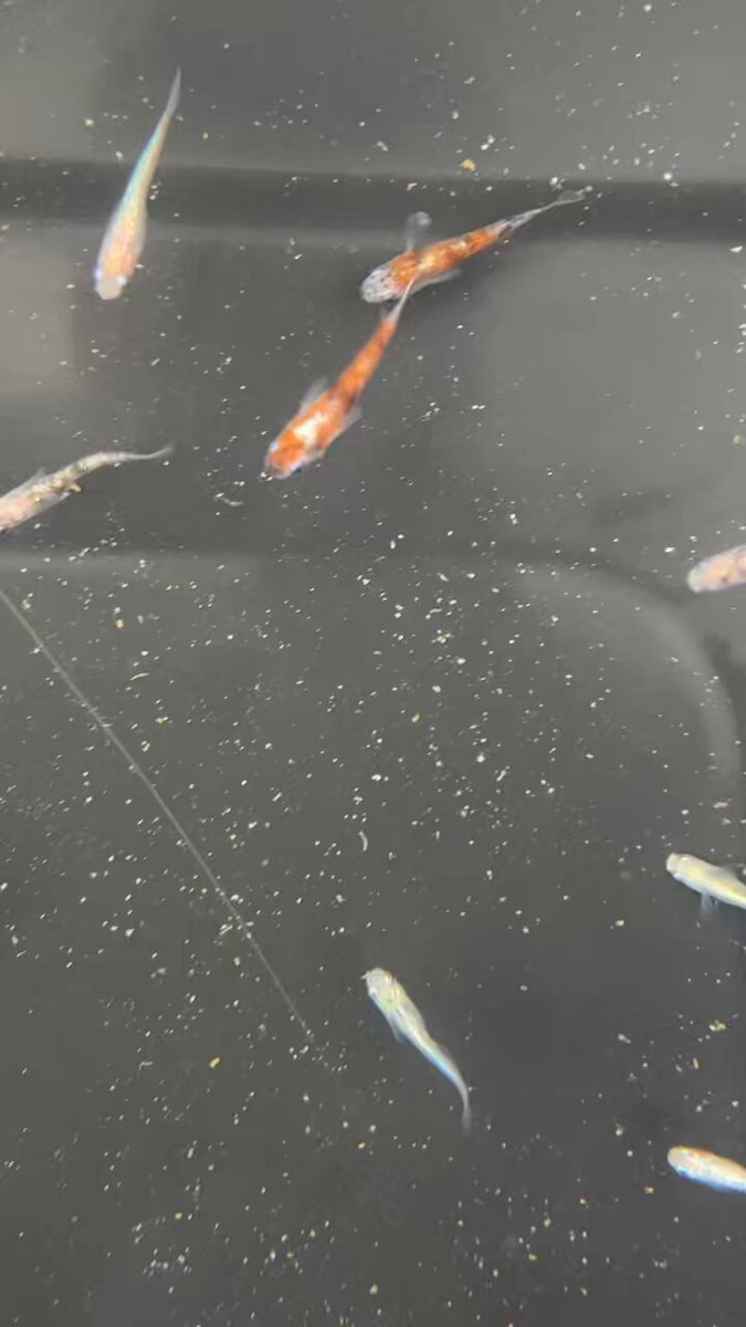 佐治石No137 景観石 水石 アクアリウム【Taiyoメダカ】 （6月15