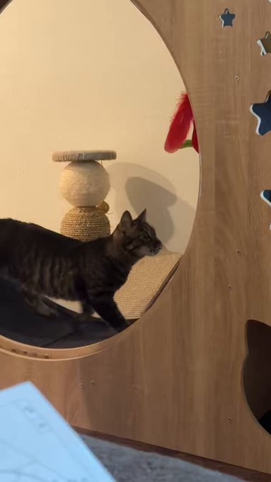 The cats got a wheel for my birthday lmao, thank you very much to who sent this 🐱 https://t.co/q6BQI