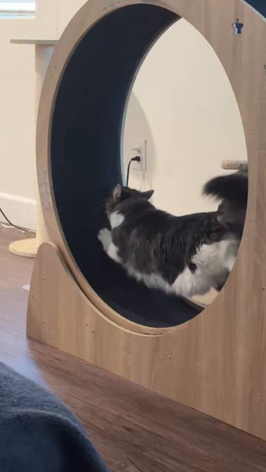 The cats got a wheel for my birthday lmao, thank you very much to who sent this 🐱 https://t.co/q6BQI