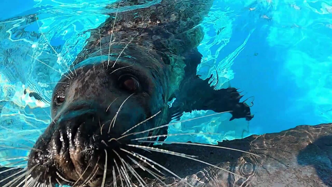 上野動物園［公式］ on X: 