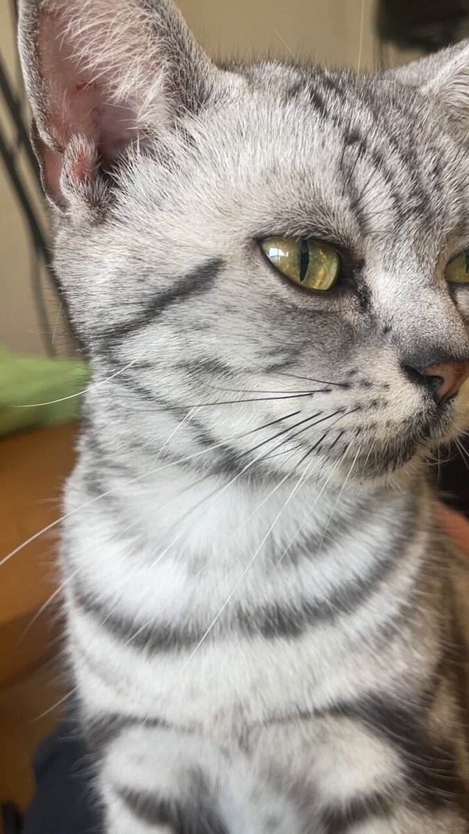 A cat who wants Taiyaki.Which do you prefer, Dorayaki or