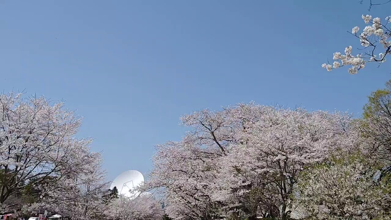 桜花見 - Search / X