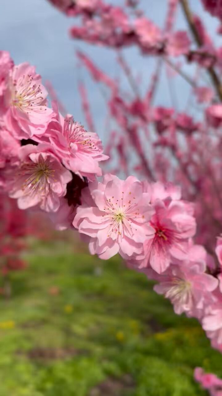 花桃ページ MMG-SAKURA-SP22/PH | Deviser ｜株式会社ディバイザー｜長野県