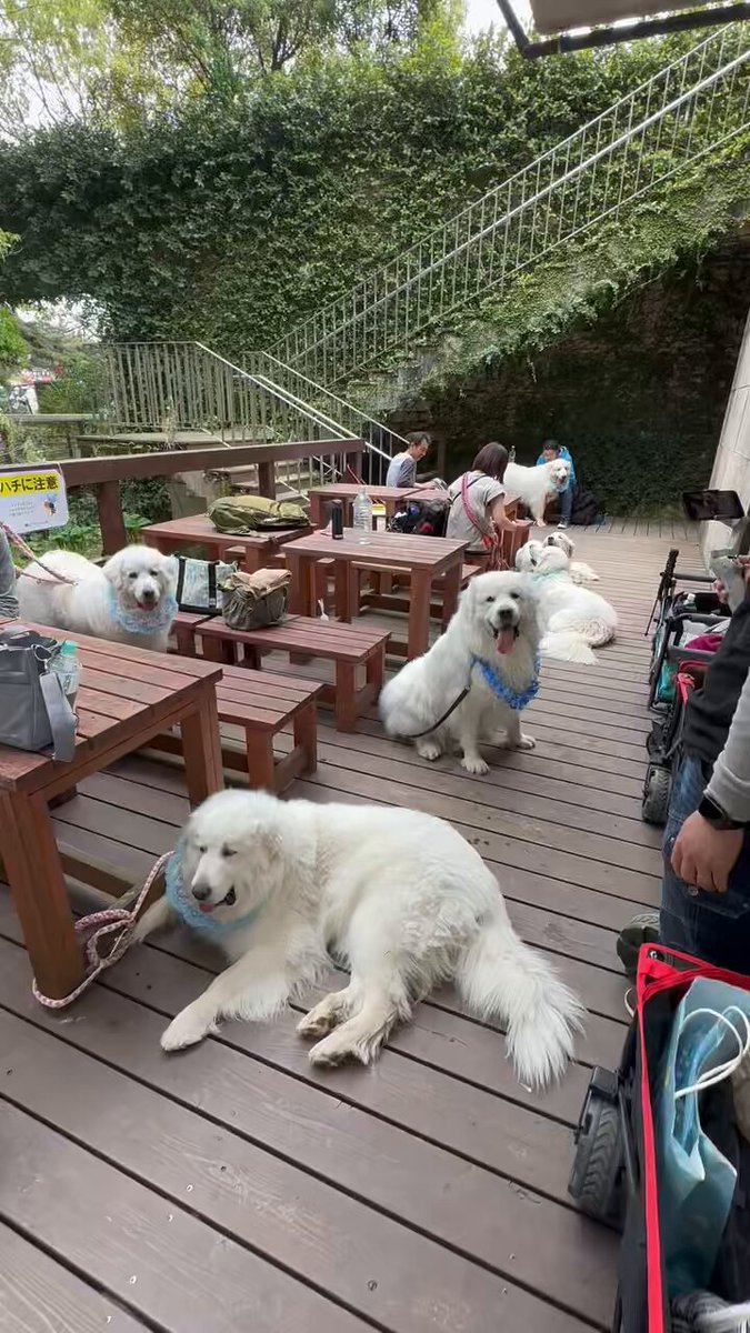 ピレネー犬のすべて maxresdefault.jpg