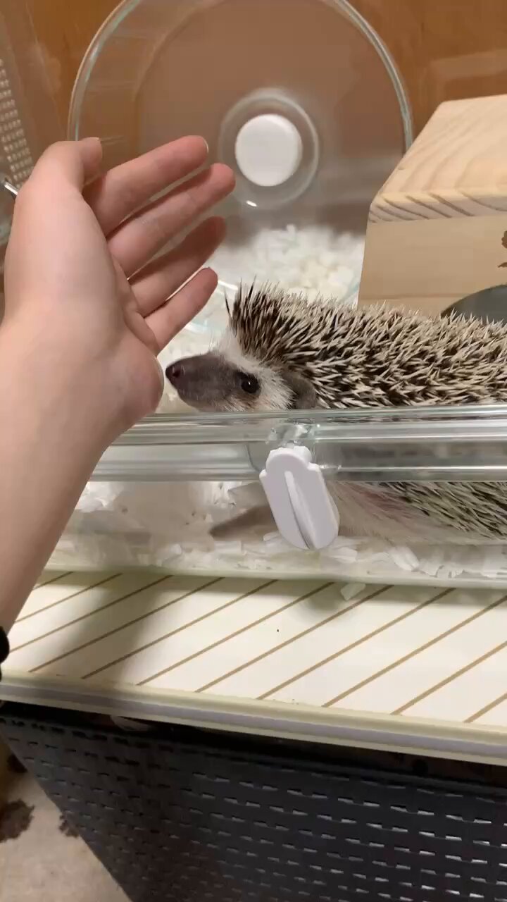 ハリネズミページ Amazon.co.jp: ザ・ハリネズミ: 飼育・生態・接し方・医学が