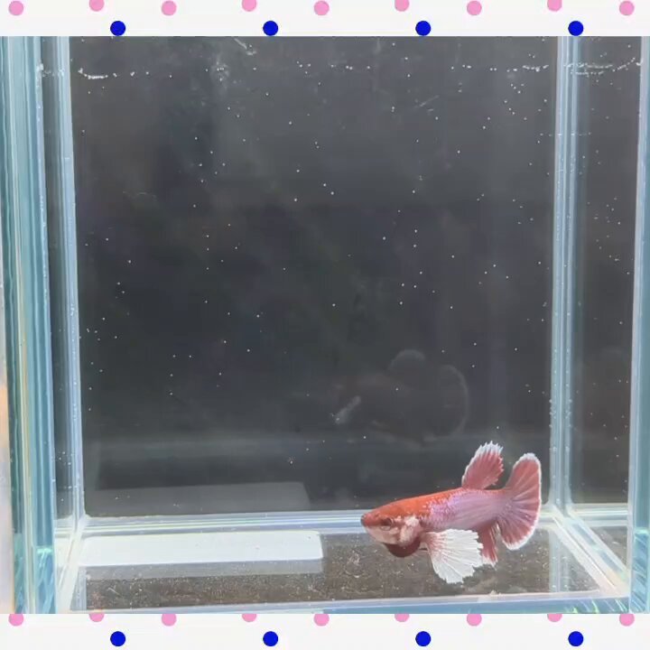 @Akahoppe0325's video Tweet @Akahoppe0325's video Tweet
